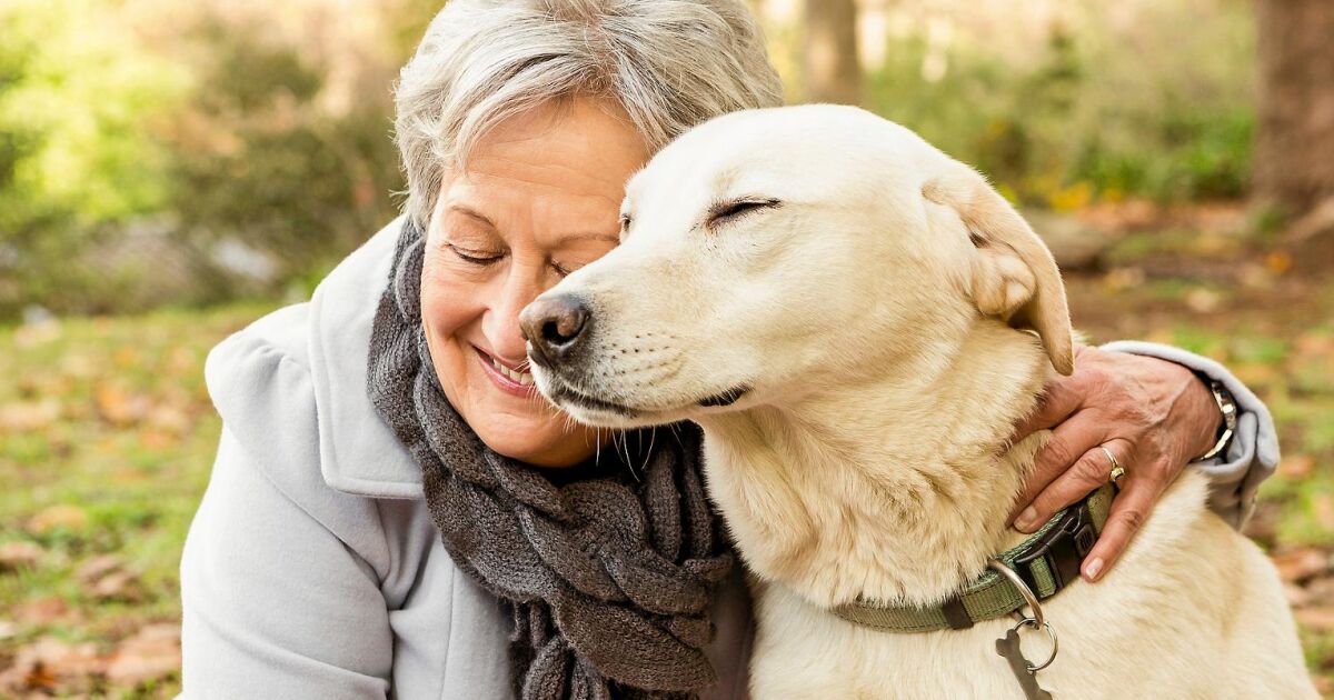 Så hunden frisk – 9 tips för att motverka åldrandet | Land | Land