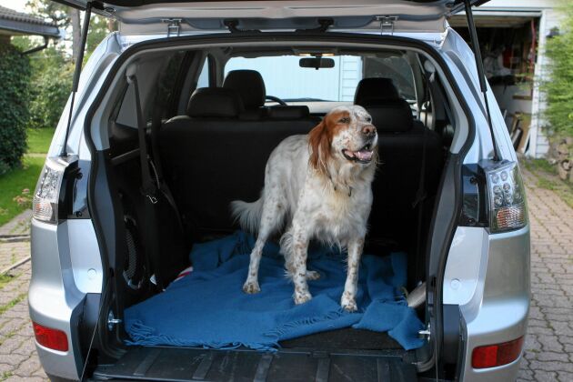 kursiv Mappe nok Regler för att ha hund i bil | Land