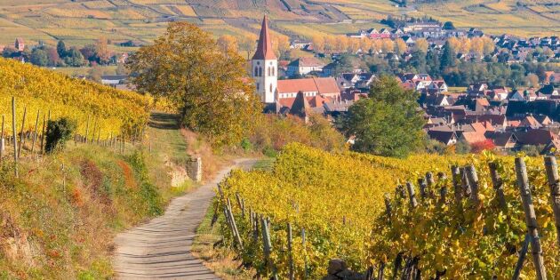 Vinvandra i Alsace bland pittoreska byar och böljande landskap