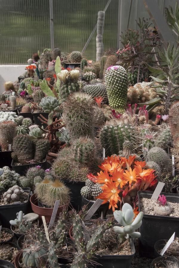 Mikael Eklunds växthus om sommaren. Fullt med blommande kaktusar.