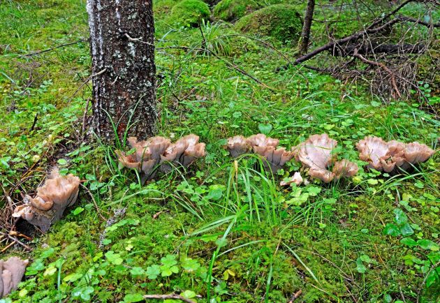  I granplantering på slutavverkad mark trivs många rödlistade svampar.