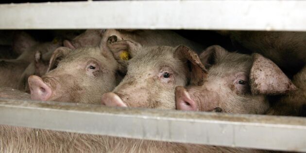 Låga priser oroar danska grisproducenter