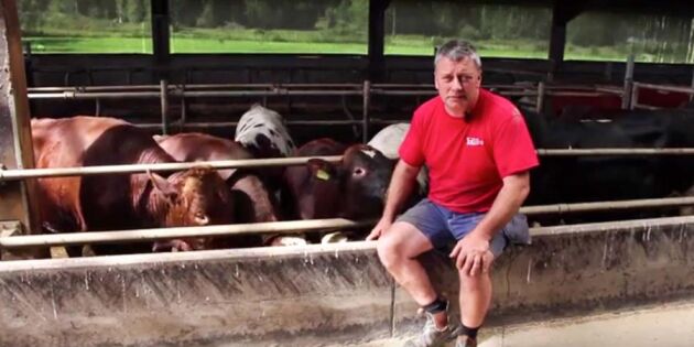 VIDEO: Så drabbar mjölkkrisen de svenska köttbönderna