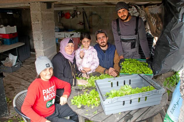  Hela familjen jobbar på odlingen. De har inga anställda utan gör allt jobb själva. Fr v. Abdulahi, Haifa, Safaa, Yousef och Hakim.