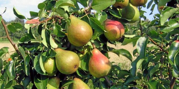 Fina päronsorter att odla – från norr till söder