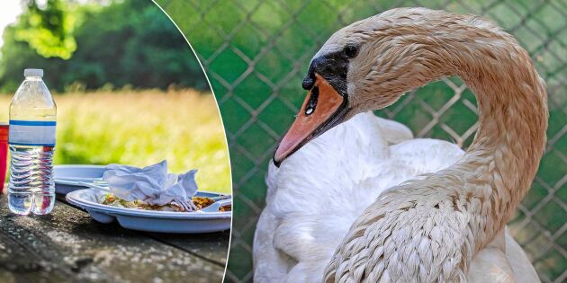 Fågelexperten: Därför kan din picknick oljeskada en sjöfågel!