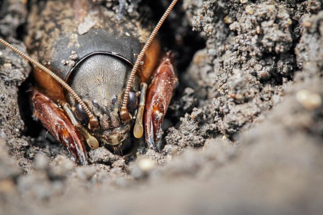  Mullvadssyrsan påminner om en kräfta och lever under jorden där den äter insektslarver och mask. Den är lätt att känna igen på de breda grävfötterna.