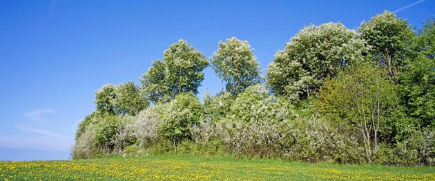  Ett skogsbryn med hägg och slån i vita blomsterskrudar är en syn som kan göra vem som helst andlös. Som så många andra av våra blommande träd och buskar tillhör både den storvuxna häggen och det torniga slånet familjen rosväxter.