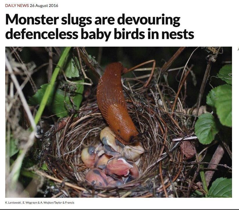 Den här bilden är publicerad på New Scientists webbsida och är tagen av polska forskare. Den visar en så kallad mördarsnigel som letat sig fram till ett fågelbo med nykläckta ungar.