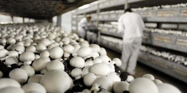 Svenskodlad svamp börjar säljas i Lidlbutiker