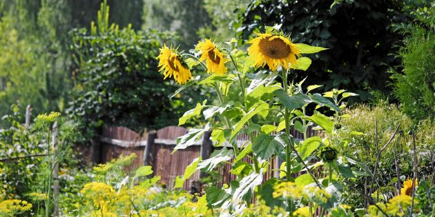 Guide: Odla solros – sorter, plantering och skötsel