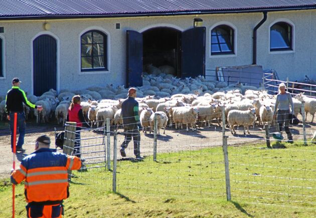  Sedan vargarna slog sig ner i området har Molstabergs ägare tvingats investera nästan en miljon kronor för att skydda fåren.