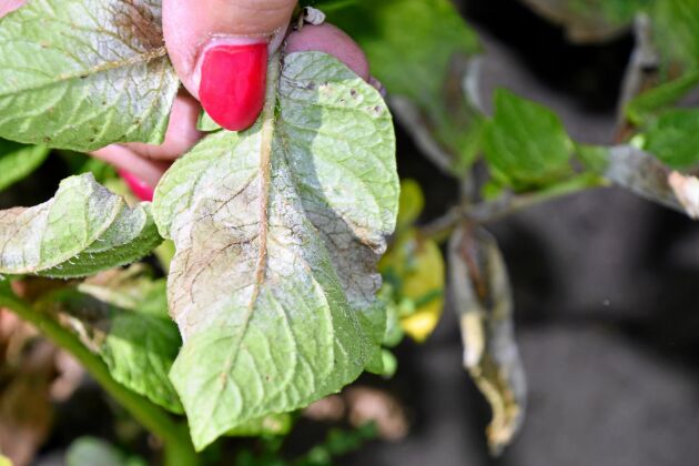  På undersidan av bladen på potatisblasten ser man bladmögelangreppen.