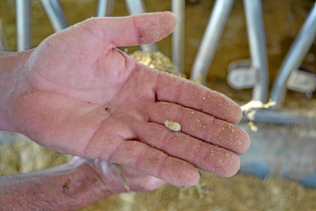 Bomullsfrö är en restprodukt från bomullsodling och vanligt i vissa delar av USA. – Med bomullsfrö kan jag öka energin i fodret. Jag får cirka 3 procent fett extra i fodergivan genom att addera bomullsfrö. De får 2,3 kilo bomullsfrö per ko och dag, säger Joey Clark. 
