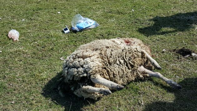  Ett av fåren som dog i vargattacken under natten till lördagen. Foto: Marita Johansson.