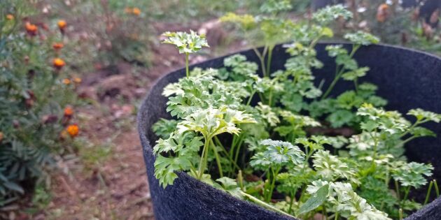 Flyttbara odlingssäckar – smart sätt att odla blommor och grönsaker