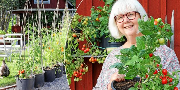 Lyckas med tomater utan växthus – allt du behöver veta