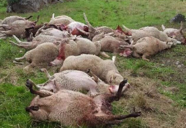  Vargar dödade 28 får i närheten av Tivedenreviret. 