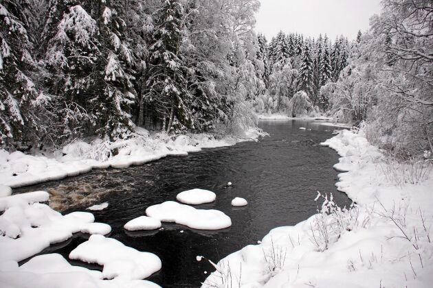  Badaälven nedströms dammen har en god tillgång på frykenöring och fiskevårdsföreningen har nyligen restaurerat dess lekplatser med hjälp av en halv miljon från länsstyrelsen i Värmland. 