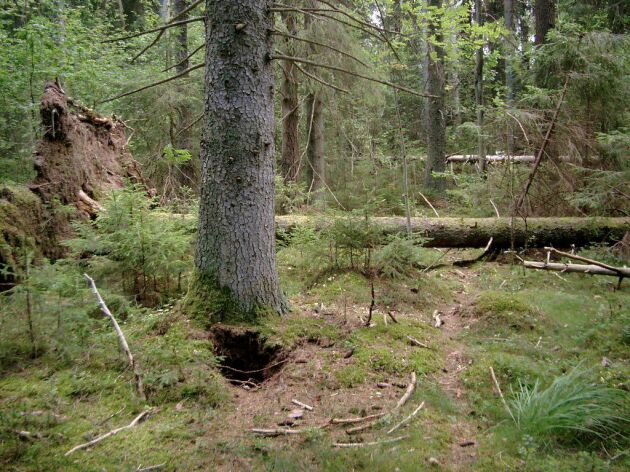  Skyddsvärd skog i Opparyd, Småland.
