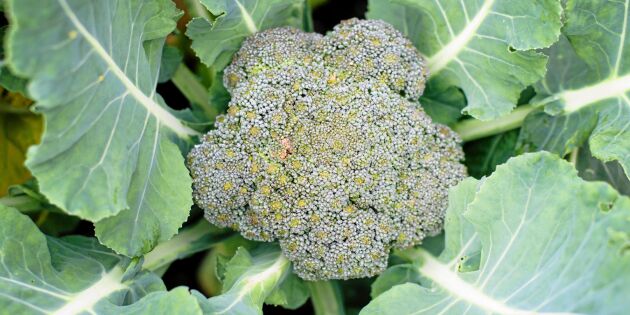 Så odlar du broccoli i din trädgård!