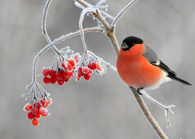 Domherren – 12 fakta om vinterns vackraste fågel