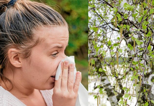  Börja behandlingen i god tid så har du större chans att bli av med eller lindra besvären med pollenallergi.