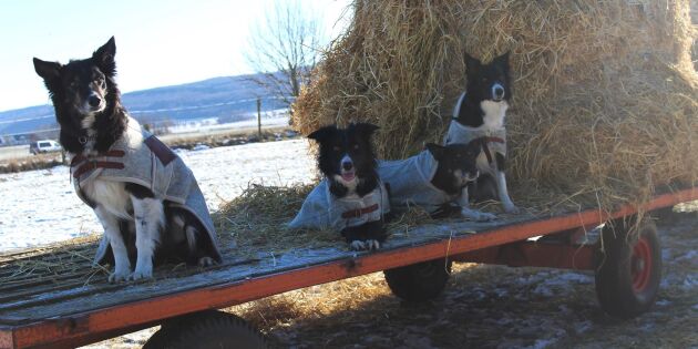 Varma och funktionella hundtäcken och filtar ger nytt liv åt svensk ull