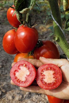  Tomat ’De Berao’ passar dig som vill laga mat med egna tomater.