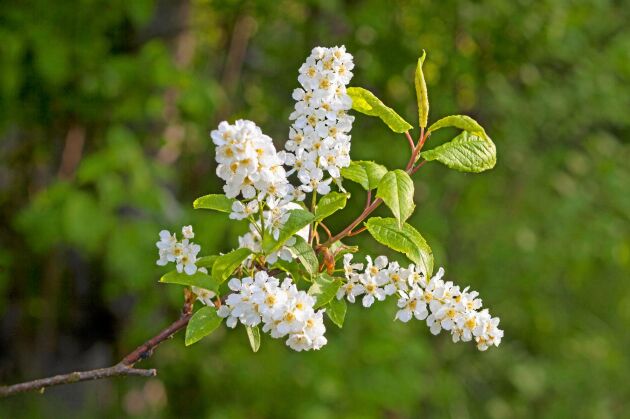  Hägg är ett vanligt, oftast flerstammigt träd. Det blommar i maj–juni med typiska, långa blomklasar. Bladen är enkla, fint sågade. Bären är små och svarta.