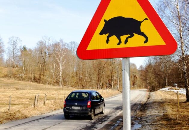  Om svinpesten slår till kommer stora resurser krävas, men på Svensk Lantbrukstjänst är man förberedd.