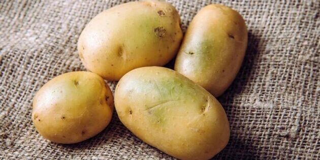 Grön potatis – 6 vanliga frågor och svar