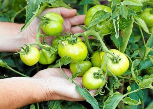 Så får du gröna tomater att mogna inomhus