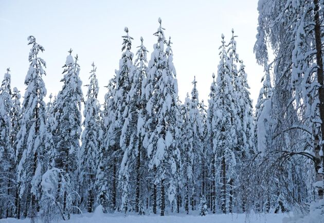  Allt från större skogsägare till plantföretag, är partnerföretag i Skogforsk.