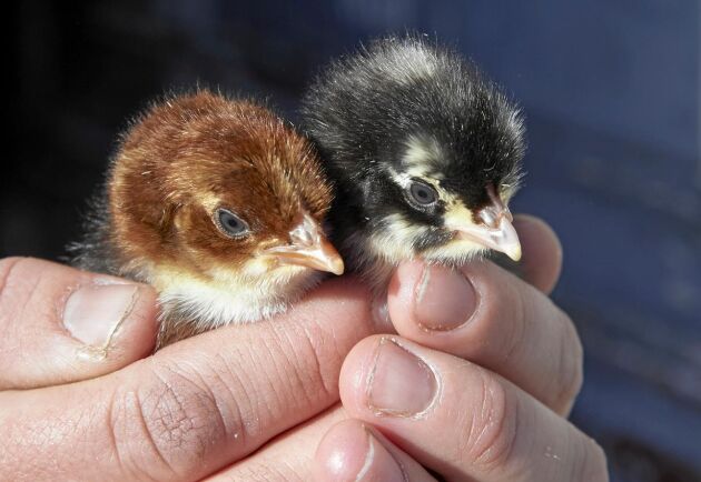  Eftertraktade! Två alldeles nyfödda skånsk blomme-kycklingar i Isabelles hand.