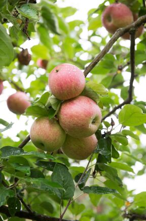  Äpplen av sorten Aroma i ett äppelträd 