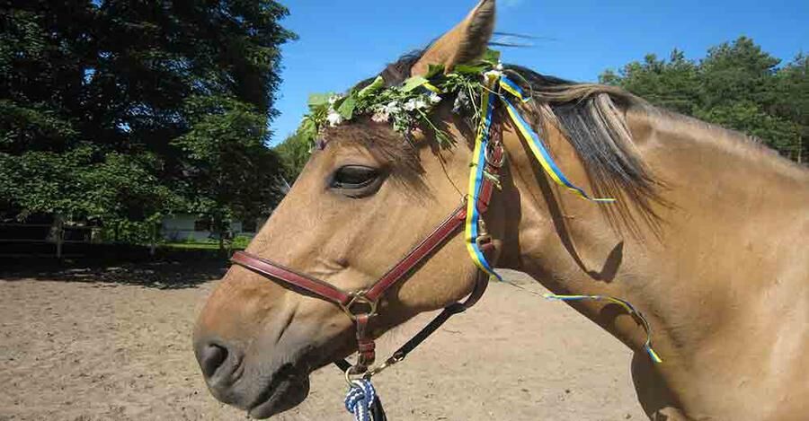 Häst i midsommarskrud med blomsterkrans och blågula band. Källa 