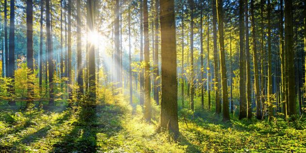 Skogsägarna vet bäst hur skogen ska skötas