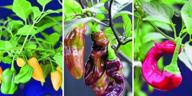 Chili – 6 spännande sorter att odla själv