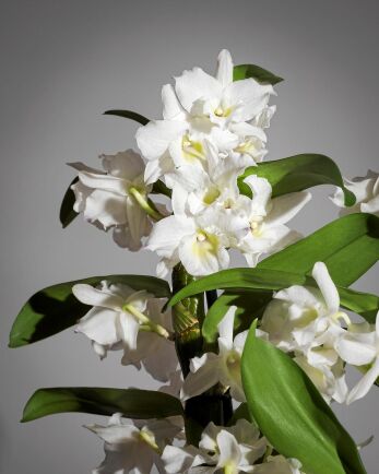  I butiken är en Dendrobium Nobilis-plantan ofta präktig och full med blommor.