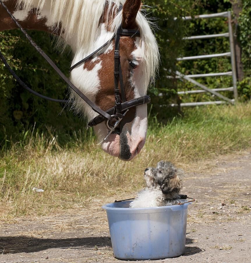 DOG - Poodle in a bucket with horse looking at it.