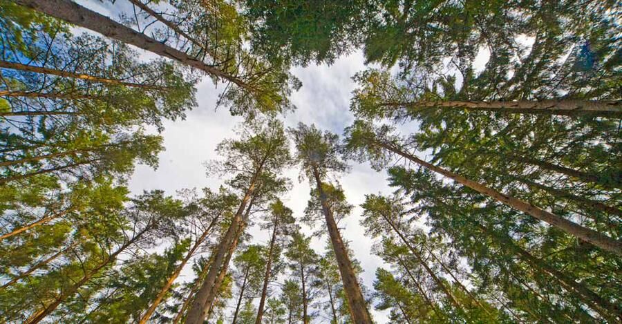 Skogsägarna ser positivt på framtiden, enligt årets Skogsbarometer.