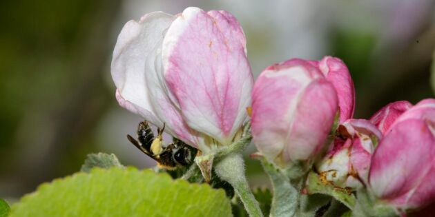 Så lätt kan du hjälpa utrotningshotade bin