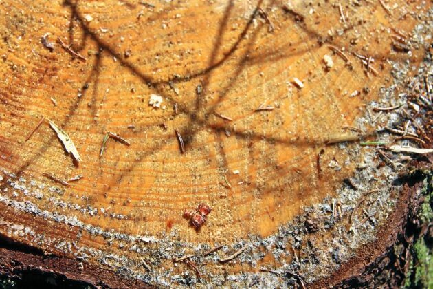  Även äldre träd kan uppvisa god tillväxt, anser Anders Tivell. Han hänvisar till årsringarna i stubbarna efter förra hösten skörd av de större träden i det 100-åriga granbeståndet.