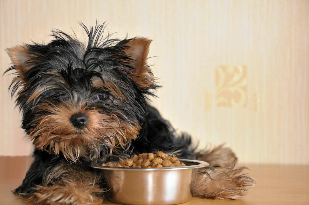  Burkmat och kladdig mat fastnar på hundens tänder, så undvik eller ge sällan. Att tugga på torrfoder och ben eller morötter är bra, det rengör tänderna.