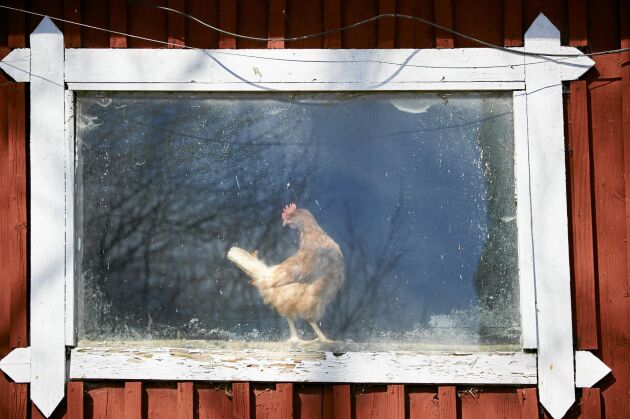  En av hönorna föredrar att titta ut genom fönstret i hönshuset i stället för att gå ut.
