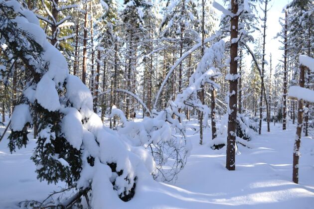 Snöskadad skog från förra vintern ligger fortfarande kvar på vissa platser i Finland.