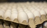 Sålde felmärkta ägg - riskerar fängelse