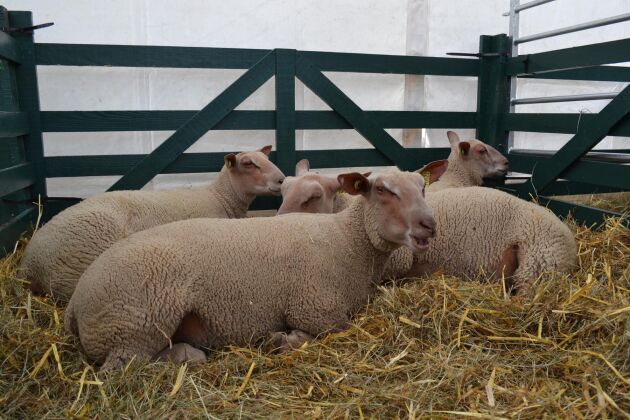  Några exemplar av den franska rasen Mouton Charollais ligger och vilar i fårtältet.