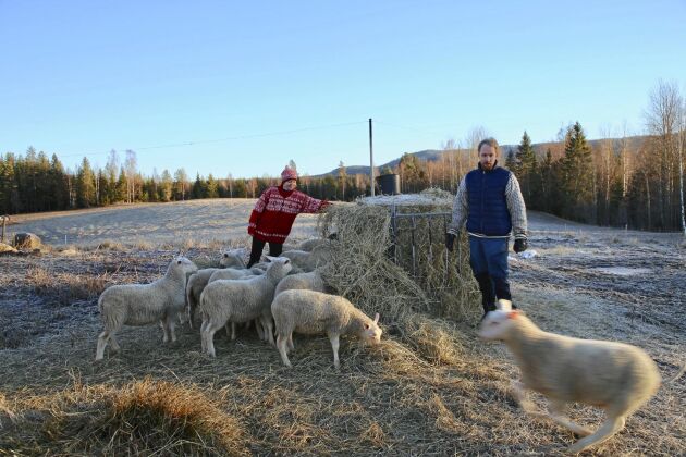  Att sköta hundratals får och lamm ingår numera i parets vardag. Och det går utmärkt trots att de inte hade någon erfarenhet av djurskötsel.